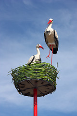 Image showing couple of white storks in nest