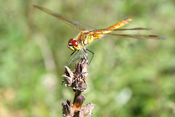 Image showing Dragonfly