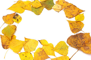 Image showing Yellow leaves