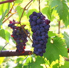 Image showing Blue grape cluster with leaves