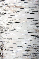 Image showing bark of birch in the cracks texture