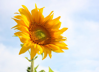Image showing Beautiful sunflower against blue sky