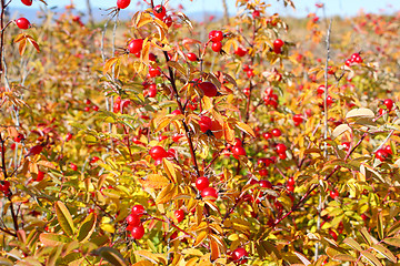 Image showing Red dogrose in the autumn
