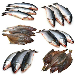 Image showing Set fish collection