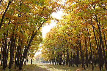 Image showing Beautiful autumn time