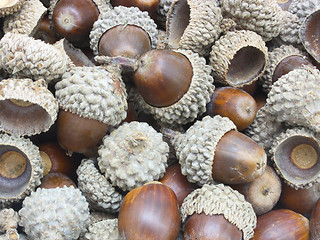 Image showing Autumn acorns