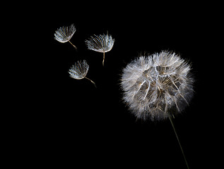 Image showing dandelion