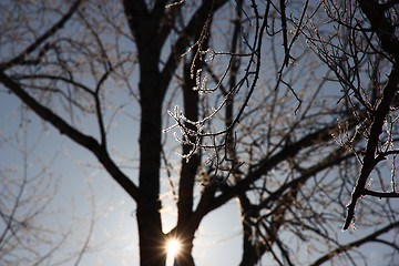 Image showing Tree branches covered with hoarfrost