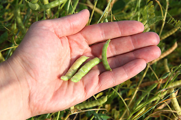 Image showing Human hands pouring soy beans after harvest