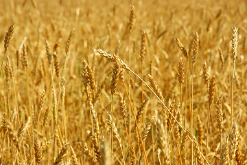 Image showing Yellow grain ready for harvest growing in a farm field