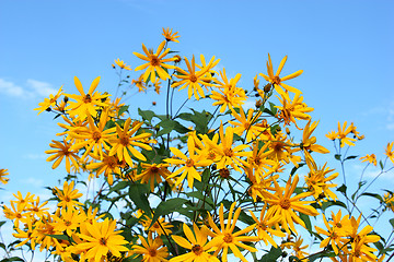 Image showing Yellow flowers