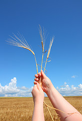 Image showing hand holding ears of wheat against blue sky