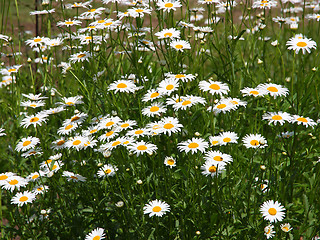 Image showing field of daisy flowers