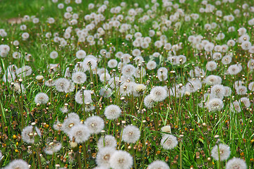 Image showing Summer  field  of  dandelions flowers