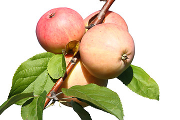 Image showing Apples on a branch