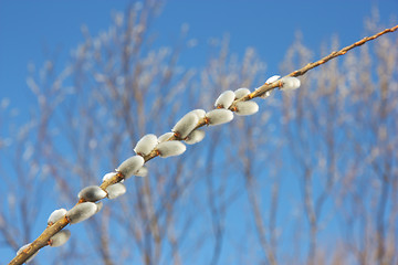 Image showing willow branch against the blue sky 