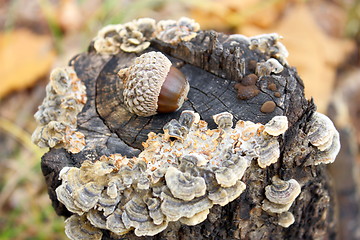 Image showing Autumn acorns