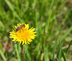 Image showing macro bee on yellow dandelion flower