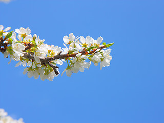 Image showing apple blossom close-up. White flowers