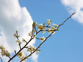 Image showing apple blossom close-up. White flowers
