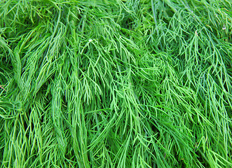 Image showing Fresh green dill