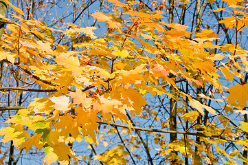 Image showing maple Leaves