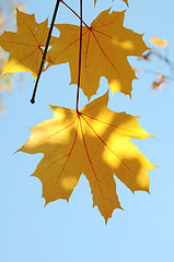 Image showing maple Leaves