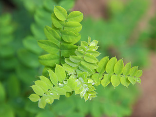 Image showing Close up of water drops on fresh green leaves.