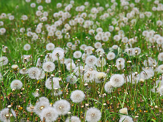 Image showing Summer  field  of  dandelions flowers