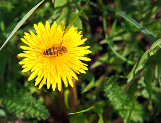 Image showing macro bee on yellow dandelion flower