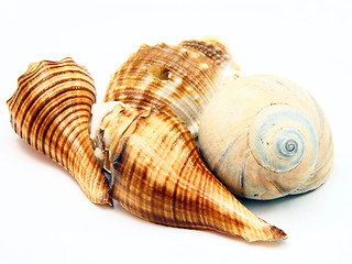 Image showing Sea shell with reflection on white background