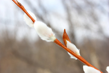 Image showing Pussy willow