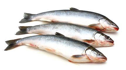 Image showing Fresh fish