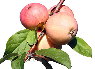 Image showing Apples on a branch