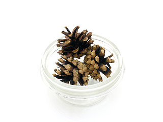 Image showing Pine cones 