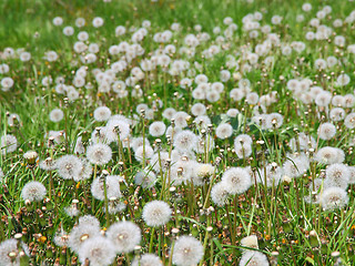 Image showing Summer  field  of  dandelions flowers