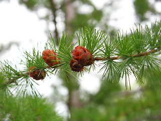 Image showing Branches of a pine with cones