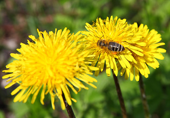 Image showing macro bee on yellow dandelion flower