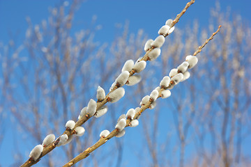 Image showing willow branch against the blue sky 