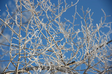 Image showing Tree branches covered with hoarfrost 