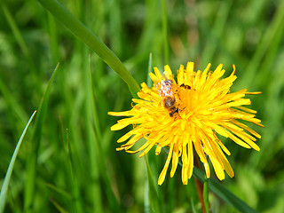 Image showing macro bee on yellow dandelion flower