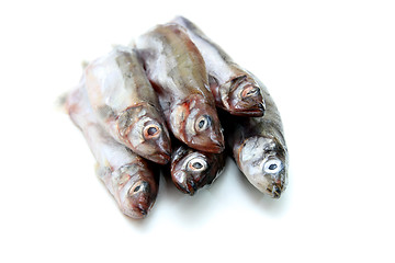 Image showing Capelin fish isolated on the white background