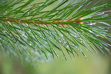 Image showing Close up of Pine tree branch  spruce  dew