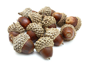 Image showing acorns on the white background