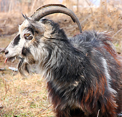 Image showing bearded goat 