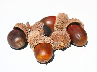 Image showing Autumn browns acorns 