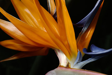 Image showing Bird of paradise flower