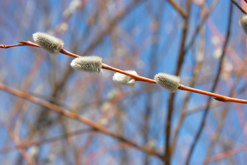 Image showing willow branch against the blue sky
