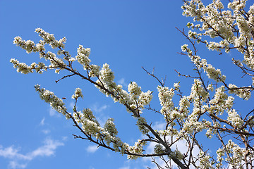 Image showing apple blossom close-up. White flowers