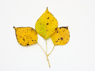 Image showing Yellow leaves